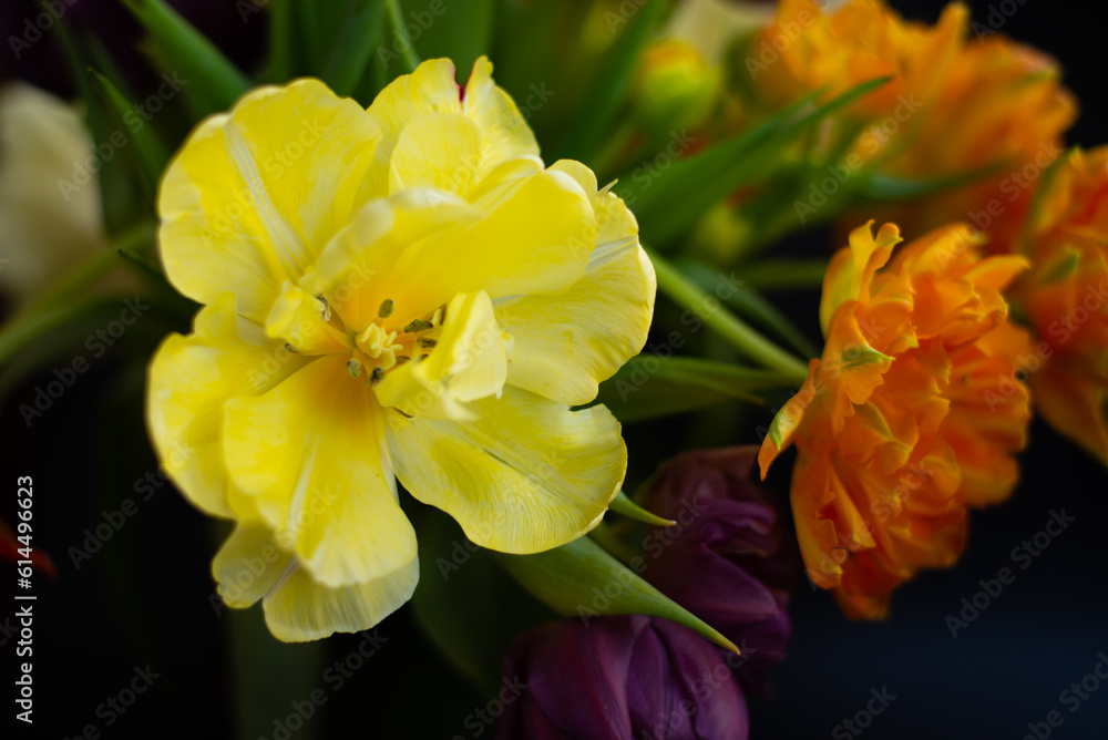 Yellow and orange tulips on black background Yellow and orange tulips on black background