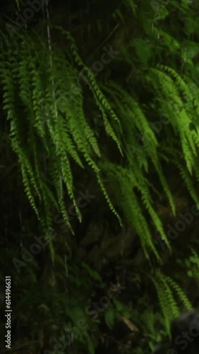 Forest Jungle Trees River Green Plants Amazon Rain Forest Amazonia 