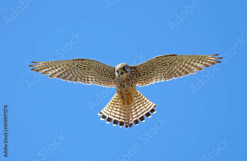 Close up of Kestrel in flight hovering