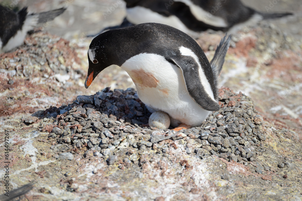 Naklejka premium Pinguin incubates an egg on the South Shetland Islands, very close to Antarctica.