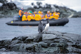 Two penguins sitting on black rocks on the shores of South Shetland Islands, in Antarctica, while a group of visitors in yellow life-jackets on a inflatable boat are observing them.