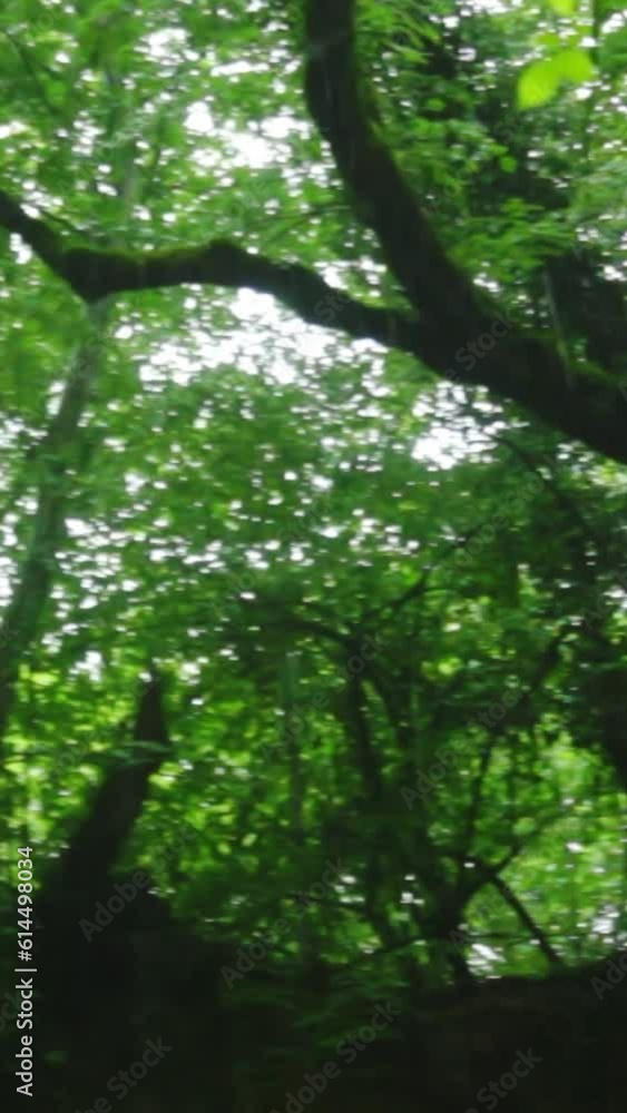 Forest Jungle Trees River Green Plants Amazon Rain Forest Amazonia Forest Jungle Trees River Green Plants Amazon Rain Forest Amazonia