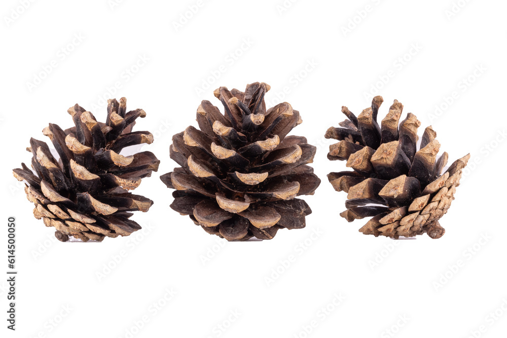 Pine cones isolated on white background Pine cones isolated on white background