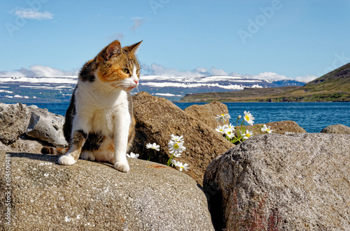 Landscape with cat of icelandic fjord that is surrounding village of Isafjordur - Iceland