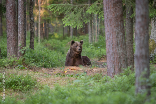 A lone wild brown bear also known as a grizzly bear  Ursus arctos  in Estonia curious and on edge after hearing a noise in deeper into the forest that s caught his attention 