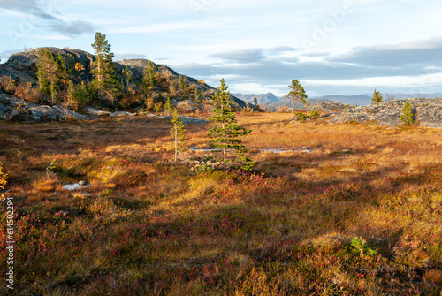 Autumn nature around Hjemmeluft in Alta, Finnmark, Norway photo