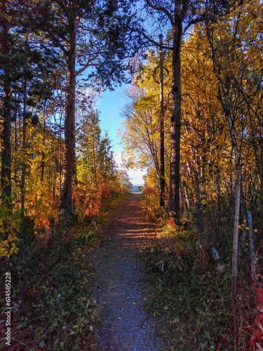 A way going through autumn forest