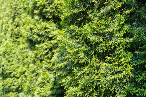 Green Hedge Texture Background  Leaves Wallpaper  Foliage Pattern  Green Plant Wall Mockup