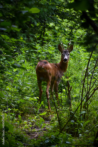Fully alert roe deer in deep forest