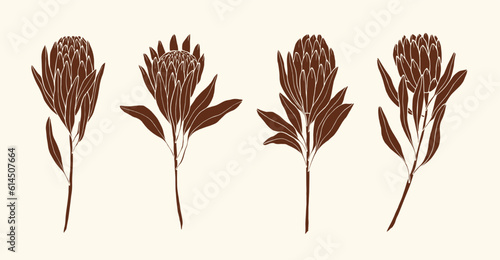 Collection of hand drawn protea flowers 