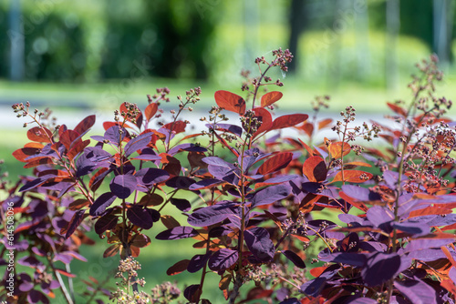 Smoke bush and inflorescences plant cotinus coggygria variety royal purple. Natural dark red leaves skumpia tannery from the anacardiaceae family. Deciduous shrub with purple leaf of dyer's sumach. photo