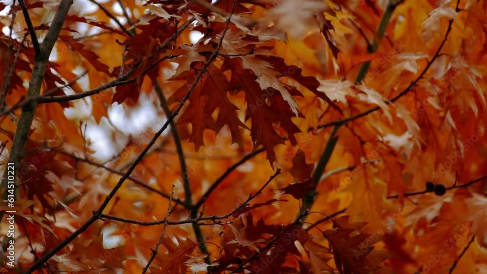 orange, yellow, golden oak foliage, Quercus palustris flutter in wind, leaves break away from branches, fall downt, autumn season, good weather, natural, environmental concept, banner for designer orange, yellow, golden oak foliage, Quercus palustris flutter in wind, leaves break away from branches, fall downt, autumn season, good weather, natural, environmental concept, banner for designer