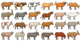 Cow of animal vector color set icon.Isolated color icon farm animal of cow.Vector illustration cattle for farm on white background.