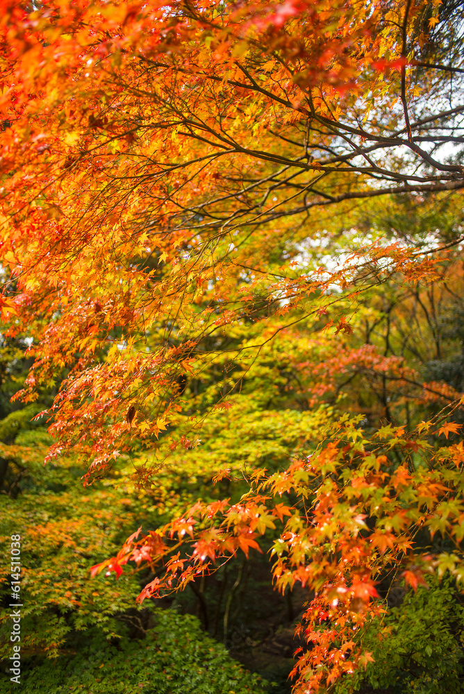 京都の秋　槇尾山西明寺近辺の紅葉