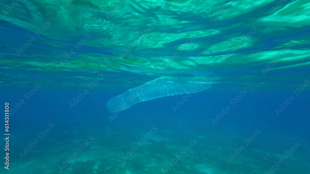 Colonial Pyrosoma Tunicates drifts under surface of blue water in sunlights. Pyrosomes, colony hundreds to thousands individuals called zooids, cloned from one egg and bound together, Red sea, Egypt Colonial Pyrosoma Tunicates drifts under surface of blue water in sunlights. Pyrosomes, colony hundreds to thousands individuals called zooids, cloned from one egg and bound together, Red sea, Egypt