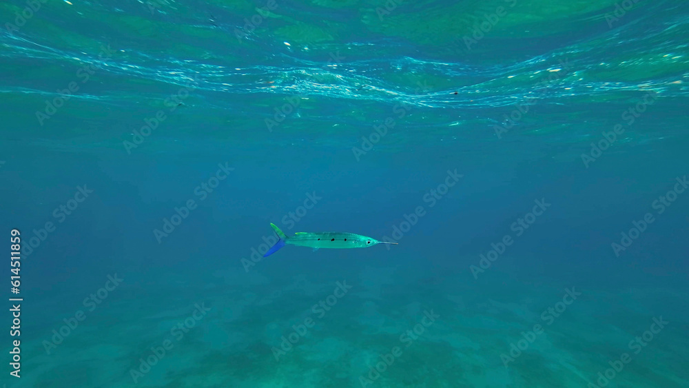 Spotted Halfbeak (Hemiramphus far) swims in the blue water column, Red sea, Egypt Spotted Halfbeak (Hemiramphus far) swims in the blue water column, Red sea, Egypt