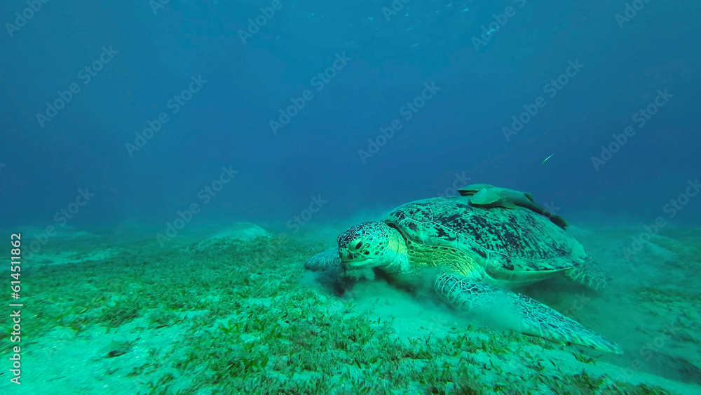Fototapeta premium Green Sea Turtle (Chelonia mydas) eating Smooth ribbon seagrass (Cymodocea rotundata) on seagrass bed, Red sea, Egypt