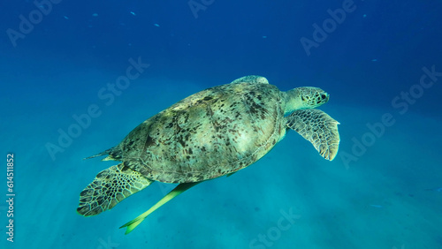 Great Green Sea Turtle  Chelonia mydas  swim in the blue ocean  Reda sea  Egypt