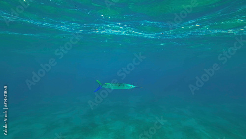 Spotted Halfbeak  Hemiramphus far  swims in the blue water column  Red sea  Egypt