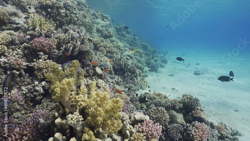 Fototapeta Naklejka Na Ścianę i Meble -  Colorful coral reef with tropical fish on a bright sunny day, Red sea, Egypt