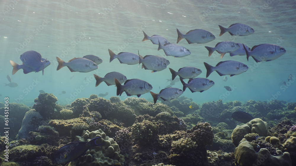 Fototapeta premium School fishes underwater sun beams and sun shine calming and relaxing ocean scenery backgrounds. Shoal of juvenile Brassy Chub (Kyphosus vaigiensis) swims in sunbeams in morning, Red sea, Egypt