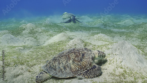 Two Sea turtles graze on the seabed eating green algae. Two Great Green Sea Turtle (Chelonia mydas) with Remorafish on shell eats Smooth ribbon seagrass (Cymodocea rotundata) Red sea, Egypt