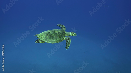 Sea Turtle swim in the blue deep on suny day, Top view. Hawksbill Sea Turtle or Bissa (Eretmochelys imbricata) swims in the blue Ocean, Red sea, Egypt