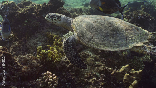 Hawksbill Sea Turtle or Bissa (Eretmochelys imbricata) swims over top of coral reef, Red sea, Egypt