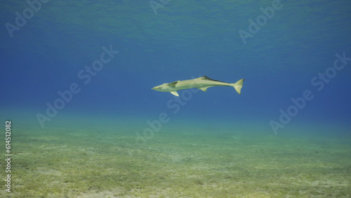 Common Remora fish swims in blue water. Lonely Sucker fish swimming in water column in shallow water in sunlights, Red sea, Egypt © Andriy Nekrasov