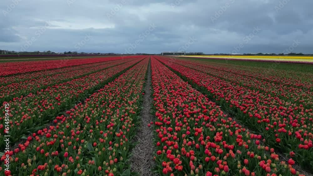 Panoramic landscape of beautiful blooming tulip field in Holland Netherlands in spring - Drone shot of Tulpis Panoramic landscape of beautiful blooming tulip field in Holland Netherlands in spring - Drone shot of Tulpis