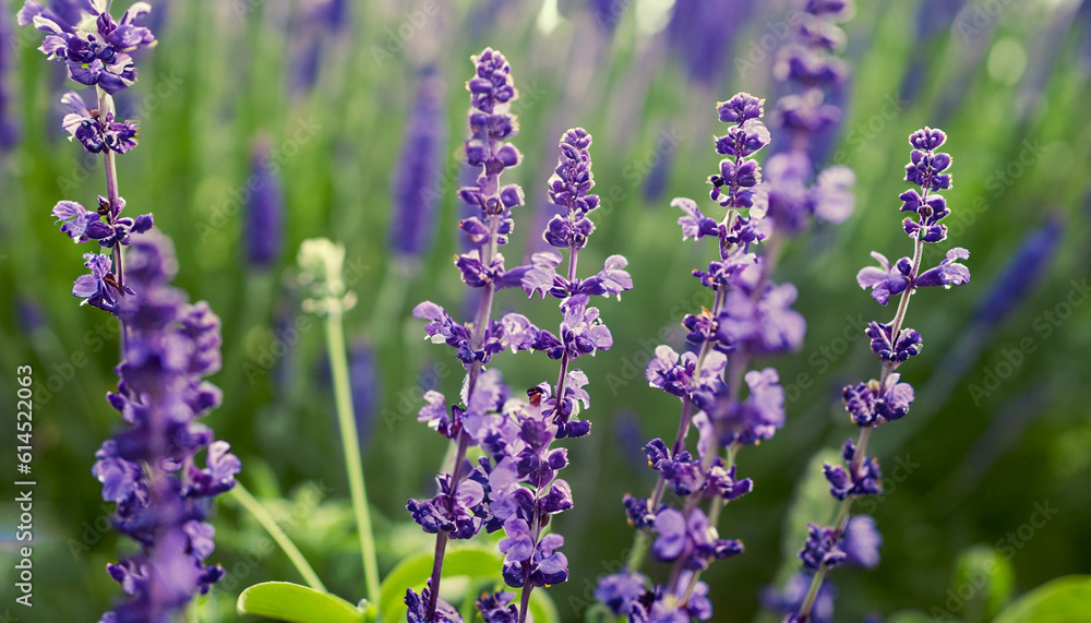 Naklejka premium a garden full of vibrant purple flowers