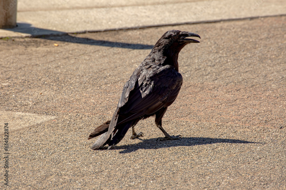 Obraz premium large Raven begging for food in Juneau Alaska