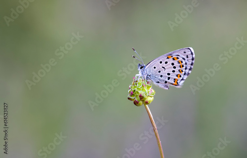 Bavius Blue butterfly (Rubrapterus bavius) on flower