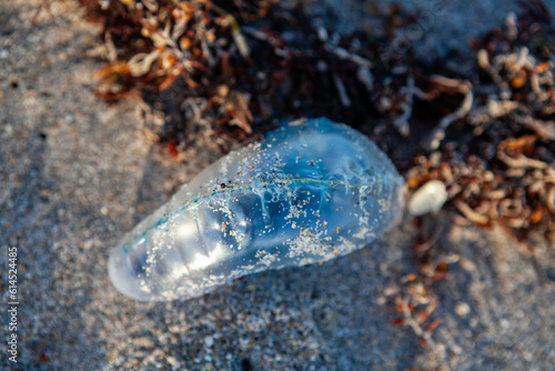 Portuguese man o' war jellyfish washed up on the beach in Florida