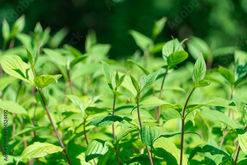 Bush cornus alba with green leaves and red stems. Natural plant borders of siberian dogwood in landscape design. Bright juicy branches cornus sibirica grow in springtime. Wallpapers in green colors.