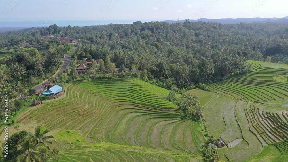 Ubud Bali Rice fields Indonesia