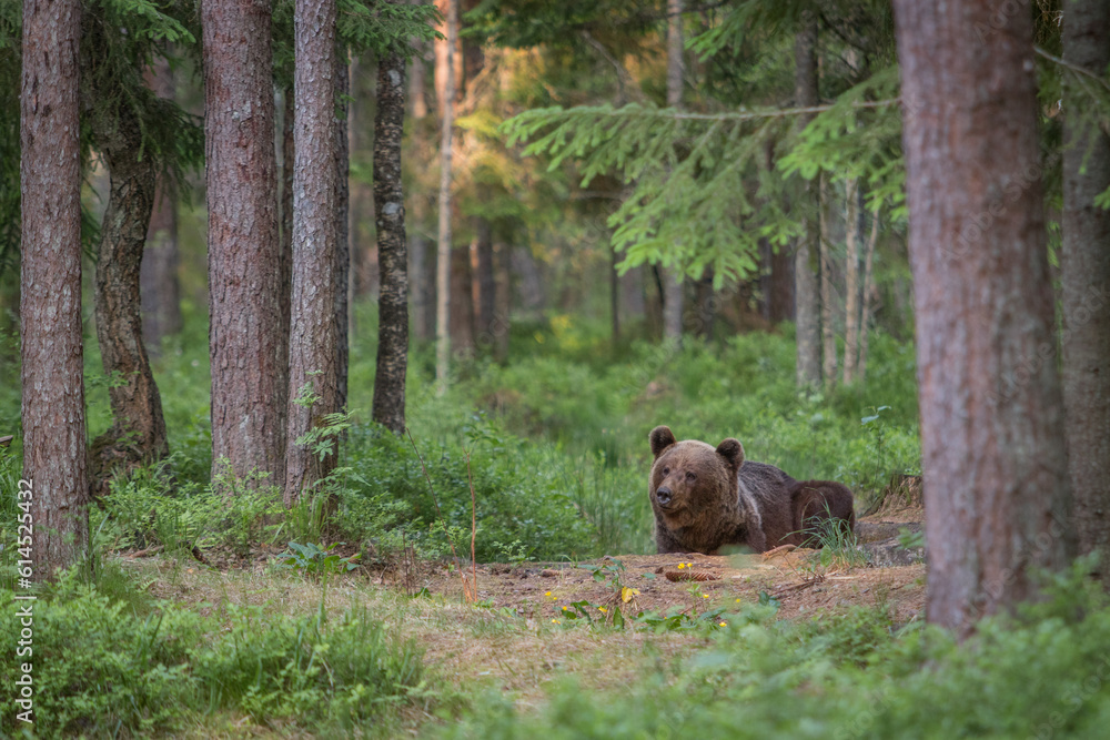 A lone wild brown bear also known as a grizzly bear (Ursus arctos) in an Estonia forest, Scene shows the young bear smelling something in the air and laying down resting 