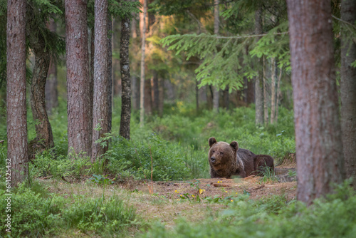 A lone wild brown bear also known as a grizzly bear (Ursus arctos) in an Estonia forest, Scene shows the young bear smelling something in the air and laying down resting 