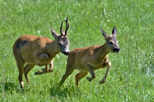 Valokuva pair of Capreolus capreolus european roe deer just noticed that someone watching them in the forest a running away