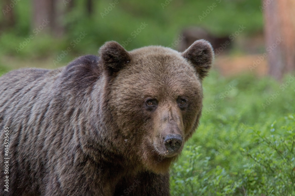 A lone wild brown bear also known as a grizzly bear (Ursus arctos) in an Estonia forest, Image shows close up portrait of a young bear looking at the camera A lone wild brown bear also known as a grizzly bear (Ursus arctos) in an Estonia forest, Image shows close up portrait of a young bear looking at the camera