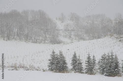 Wallpaper Mural Landscape under a snowfall. Northeast of Hokkaido. Japan. Torontodigital.ca
