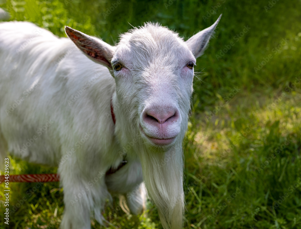 White goat on a leash in the meadow White goat on a leash in the meadow