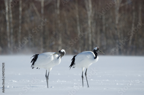 Pair of red-crowned cranes Grus japonensis in a snow-covered meadow. Akan International Crane Center. Kushiro. Hokkaido. Japan.
