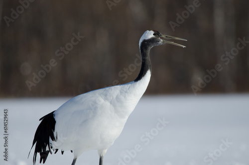 Red-crowned crane Grus japonensis honking. Akan International Crane Center. Kushiro. Hokkaido. Japan. photo