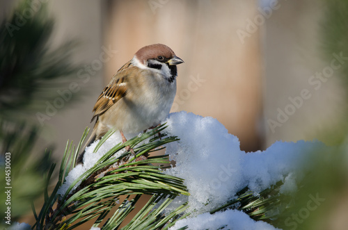 Eurasian tree sparrow Passer montanus saturatus. Kushiro Japanese Crane Reserve. Hokkaido. Japan. photo