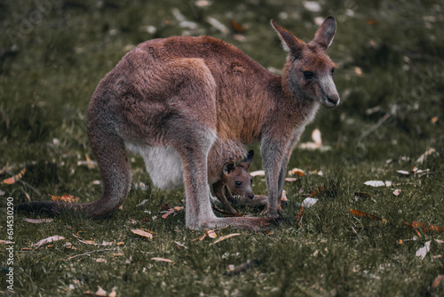 Kangaroo Mother and Baby in Pouch. Female red kangaroo in the wild. Australia, Queensland, new South wales.