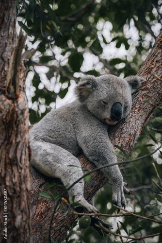 koala resting and sleeping on his tree with a cute smile. Australia, Queensland.
