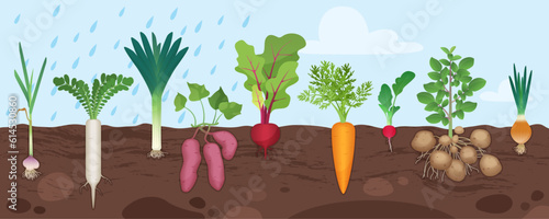 Root vegetables grow in garden soil, infographic underground diagram with plants vector illustration. Cartoon different tubers with leaf and root structure below ground level in poster background
