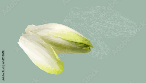 Endive Vector Drawing Illustration.zip