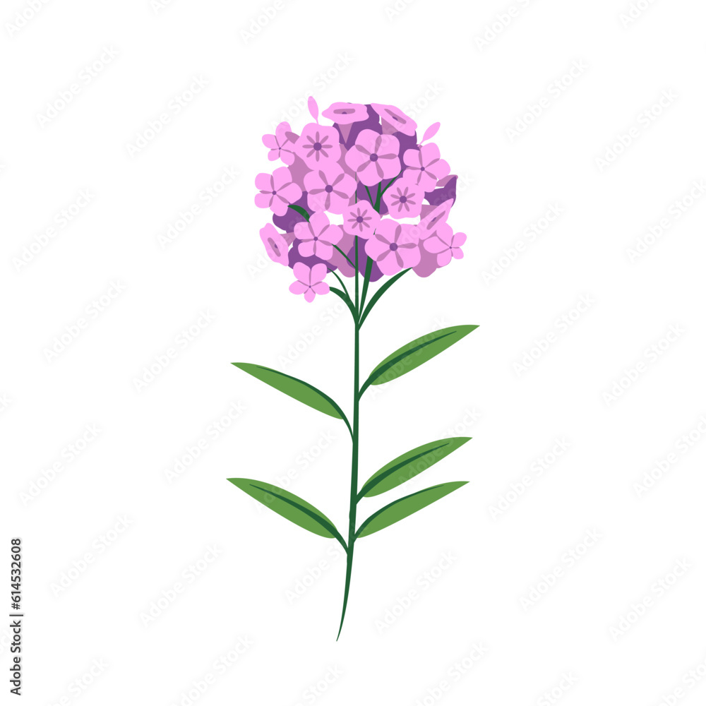 One soft pink phlox flower with an inflorescence of small buds